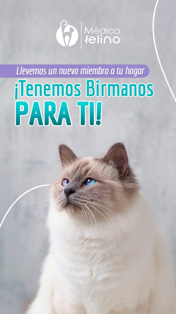 Veterinario especializado en gatos en Bogotá