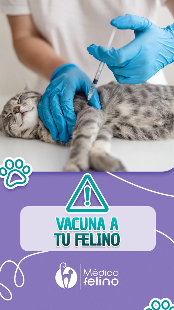 Hospital felino para cirugía y urgencias