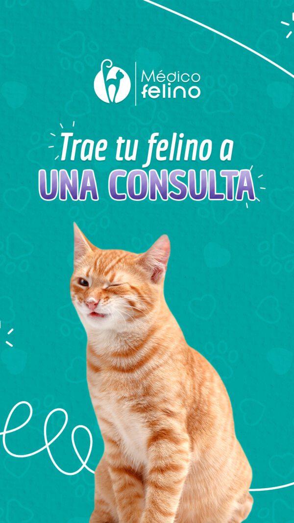 Servicio de grooming para gatos en Bogotá