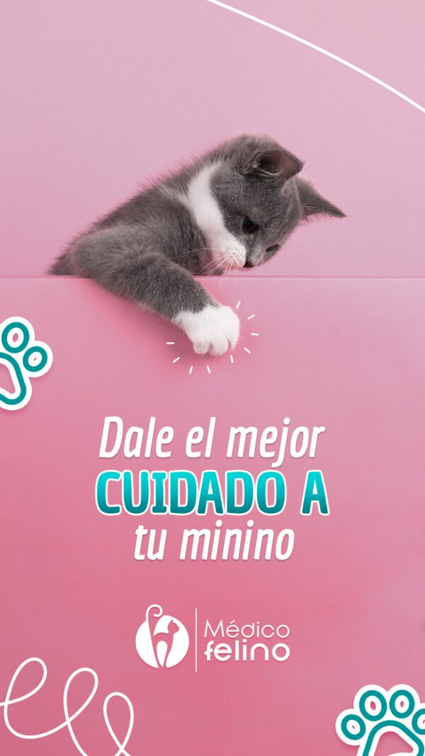 Clínica felina con atención integral