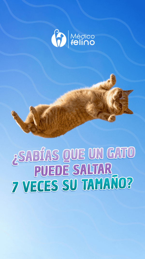 FELINO8