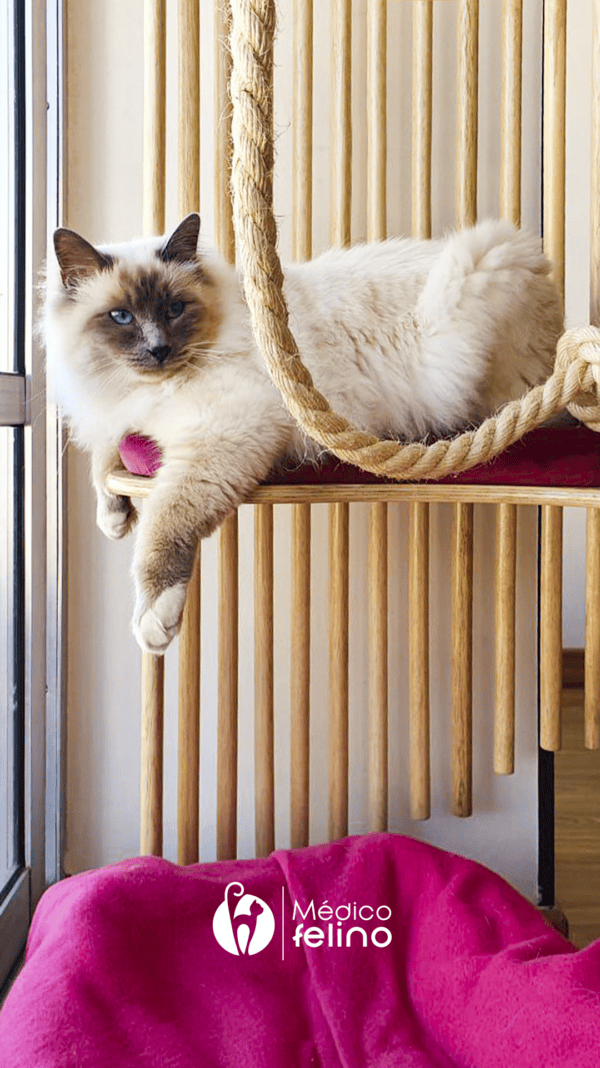 FELINO9