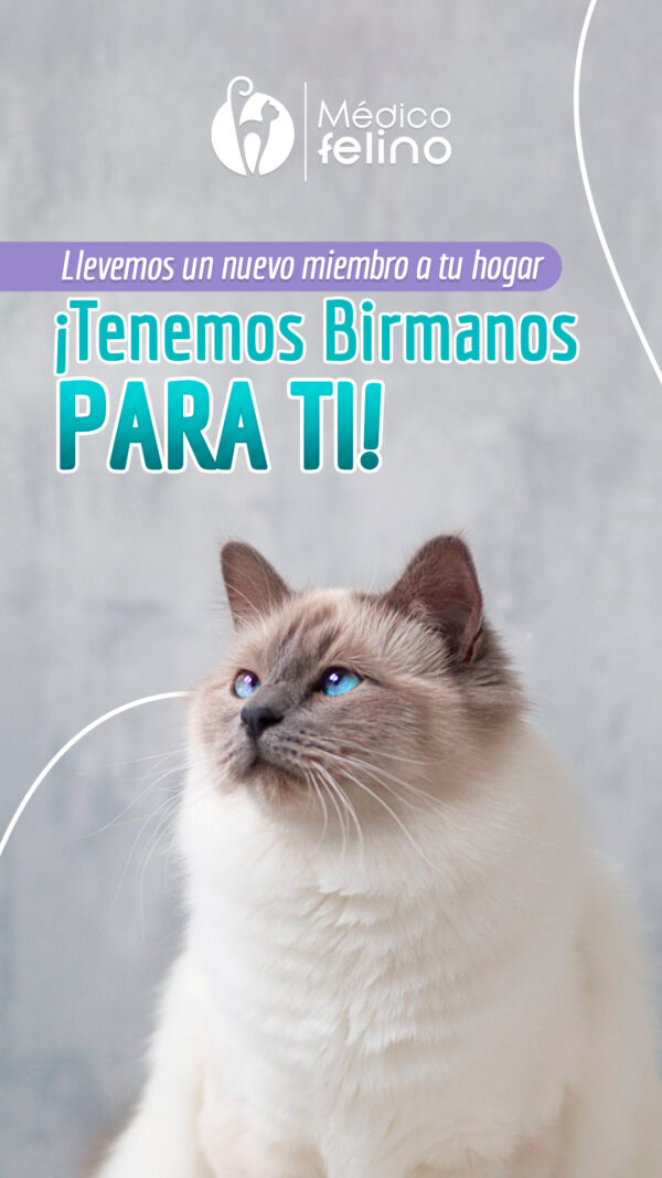 Veterinario especializado en gatos en Bogotá