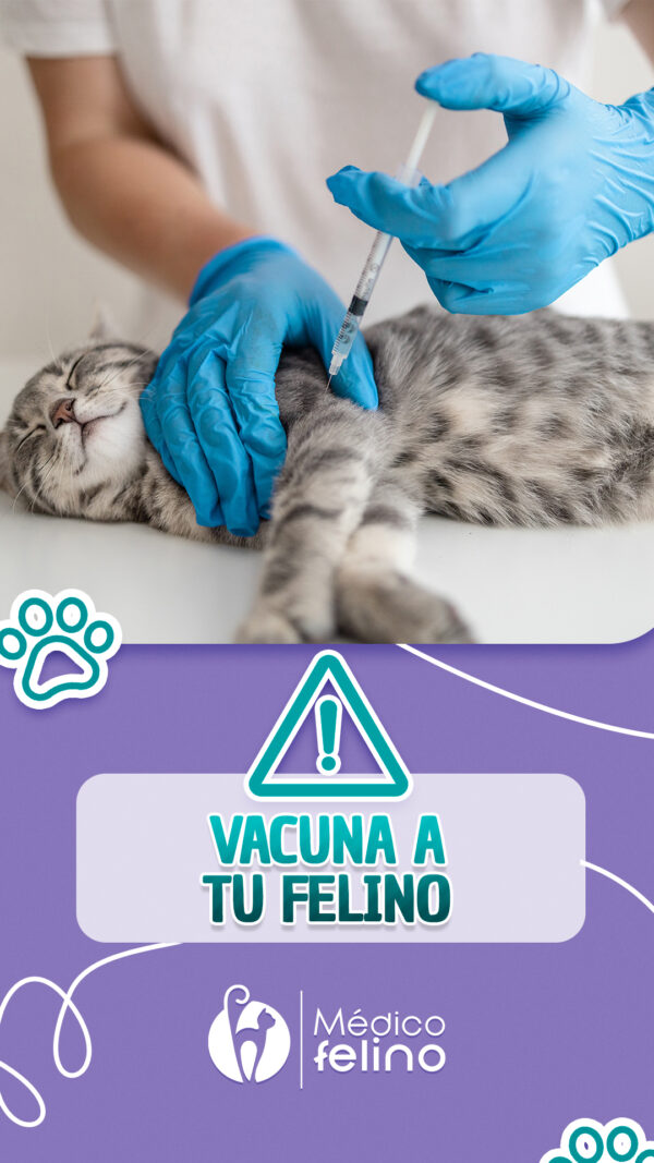 Hospital felino para cirugía y urgencias