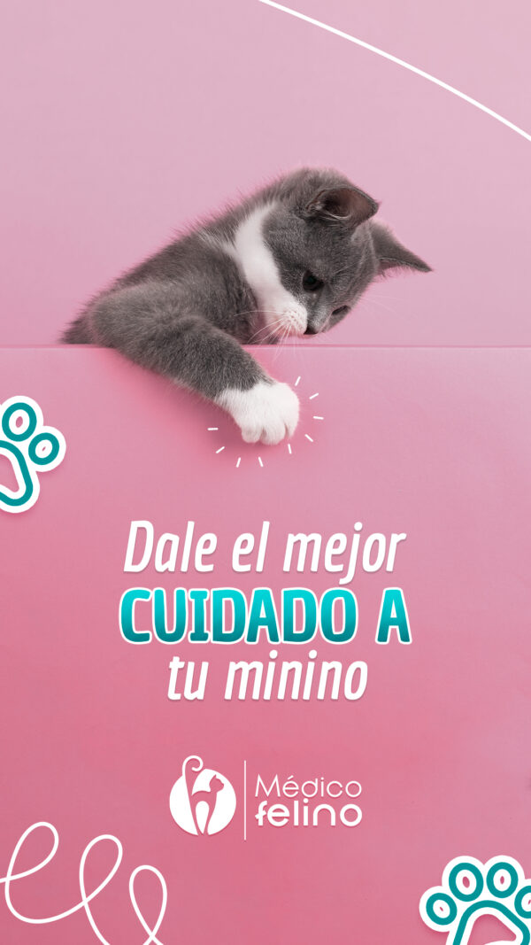 Clínica felina con atención integral