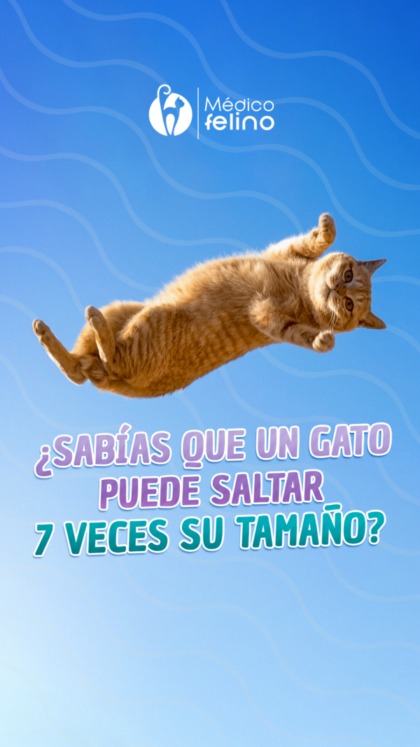 FELINO8