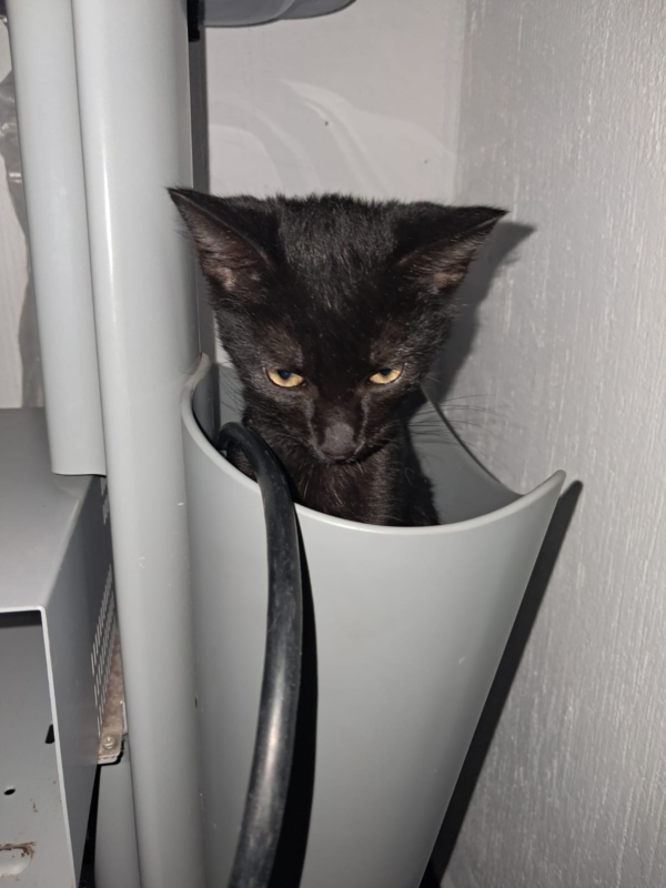 Veterinaria Vetmas (2)