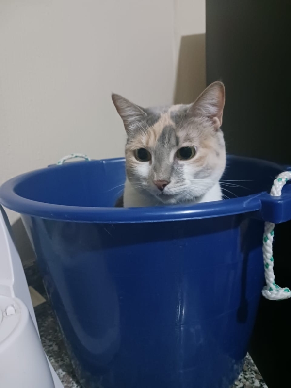 Veterinaria Vetmas (5)