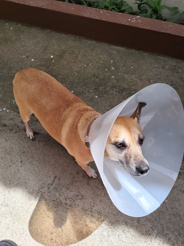 Veterinaria Vetmas (7)