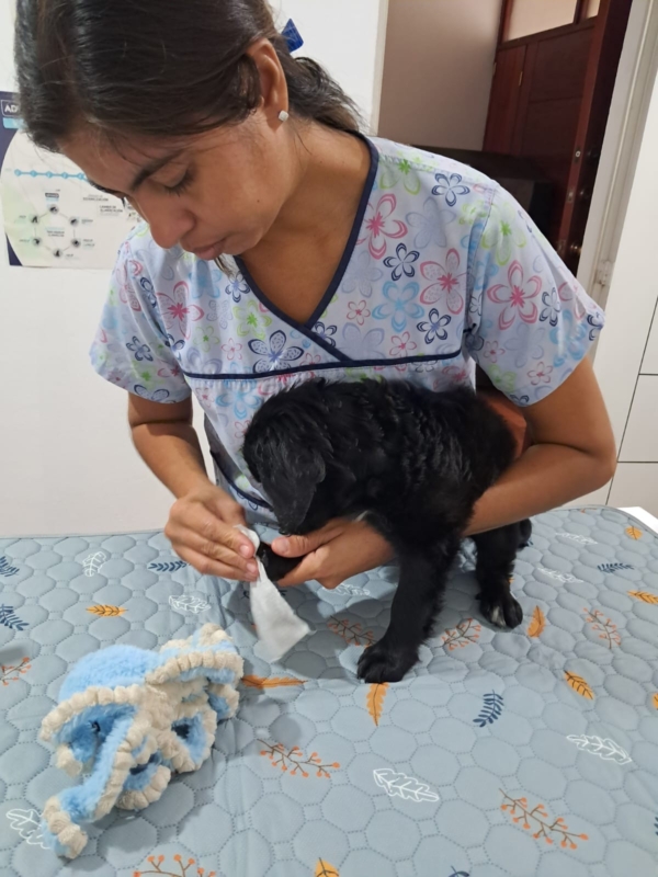 Veterinaria Vetmas (8)