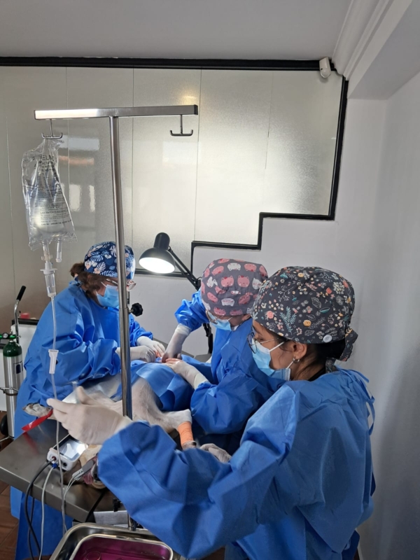 Ecografía veterinaria en clínica VETMAS Guatemala