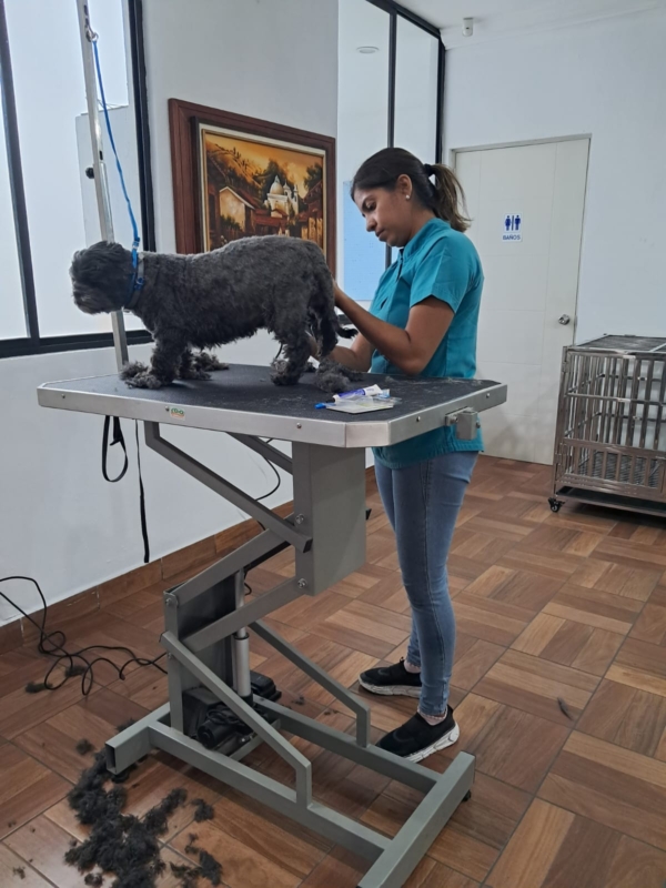 Consulta veterinaria para perros y gatos en VETMAS