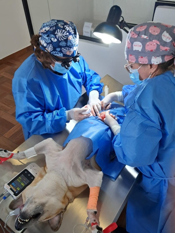 Hospital veterinario 24 horas en Ciudad de Guatemala